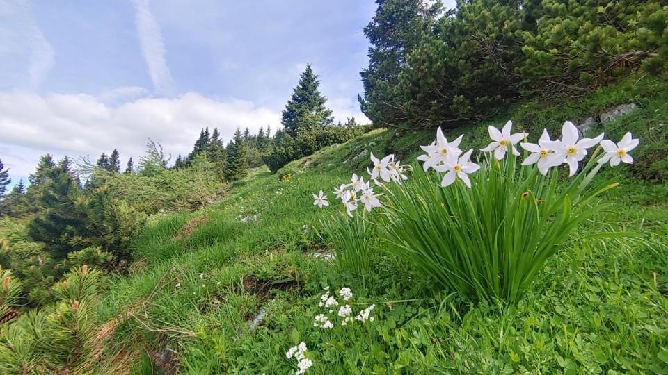 Kiara Rooms Jesenice Luaran gambar